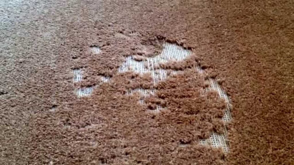 Carpet Moth Damage
